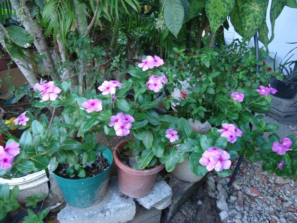 Posada Sunshine Paradise Providencia Island 외부 사진